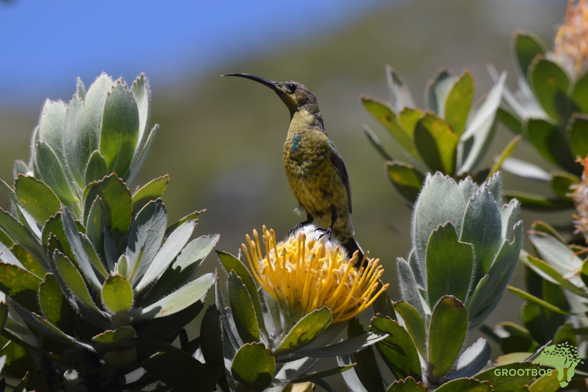 Malachite sunbird perched on a yellow Leucospermum flower among green foliage, native to South Africa, vibrant macro image, wildlife photography