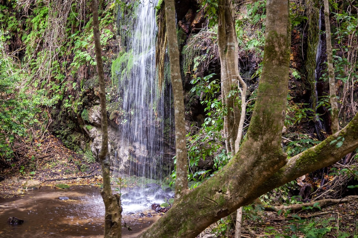 Gentle waterfall flowing in a lush green forest with moss-covered rocks and trees, emphasizing nature and water features